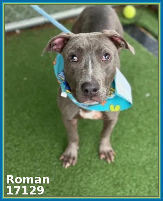 Enlarge ROMAN, a Adoptable mixed breed in Marietta, GA image 1/6