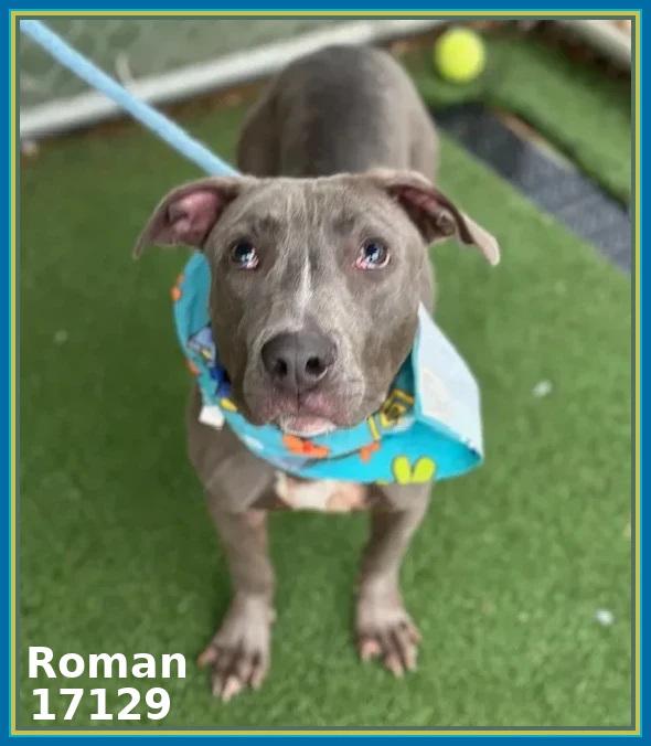 Enlarge ROMAN, a Adoptable mixed breed in Marietta, GA image 4/6