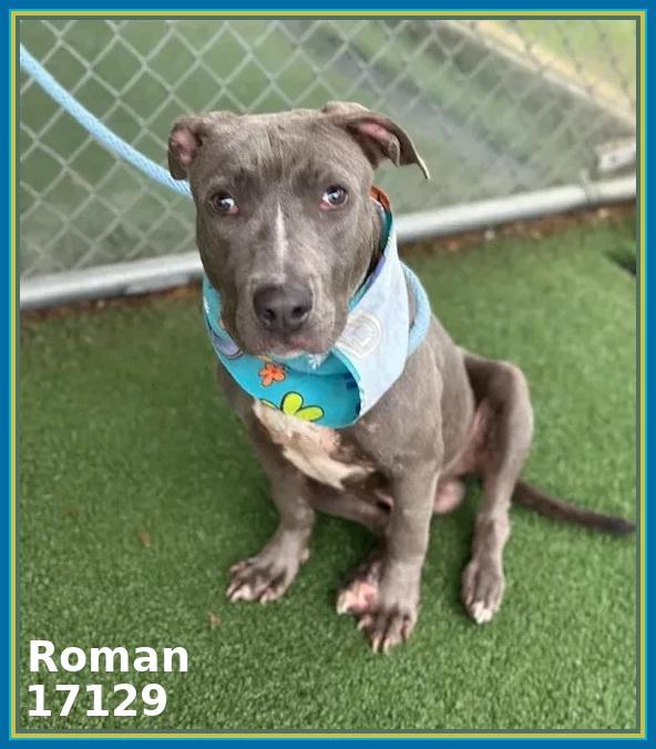 Enlarge ROMAN, a Adoptable mixed breed in Marietta, GA image 5/6