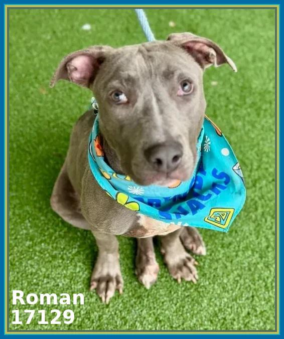 Enlarge ROMAN, a Adoptable mixed breed in Marietta, GA image 6/6