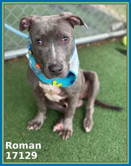 Enlarge ROMAN, a Adoptable mixed breed in Marietta, GA image 3/6