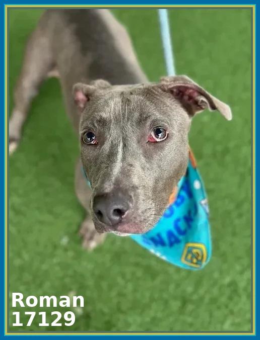 Enlarge ROMAN, a Adoptable mixed breed in Marietta, GA image 2/6