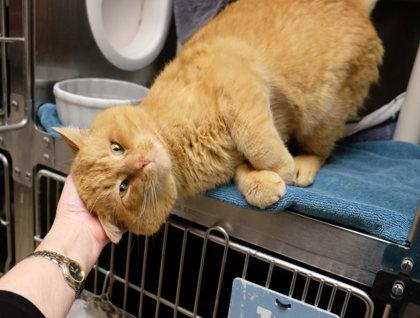 Orchard — thumbnail 2