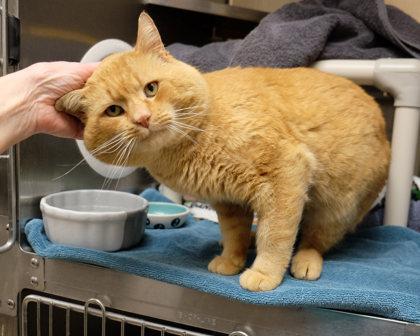 Orchard — thumbnail 5