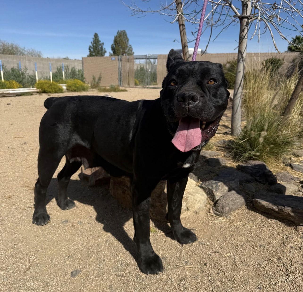 Enlarge Sara - ADOPTED, a Adoptable Cane Corso in Glendale, AZ image 1/3
