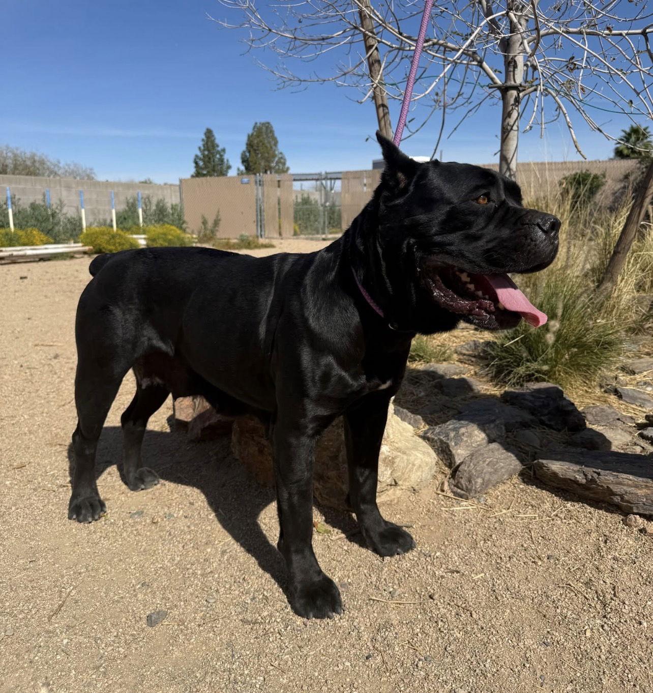 Sara - adopted, Adoptable, Young Female Cane Corso.