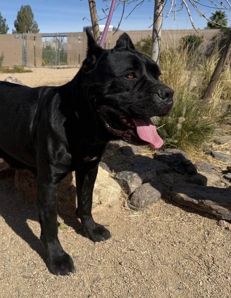 Enlarge Sara - ADOPTED, a Adoptable Cane Corso in Glendale, AZ image 3/3