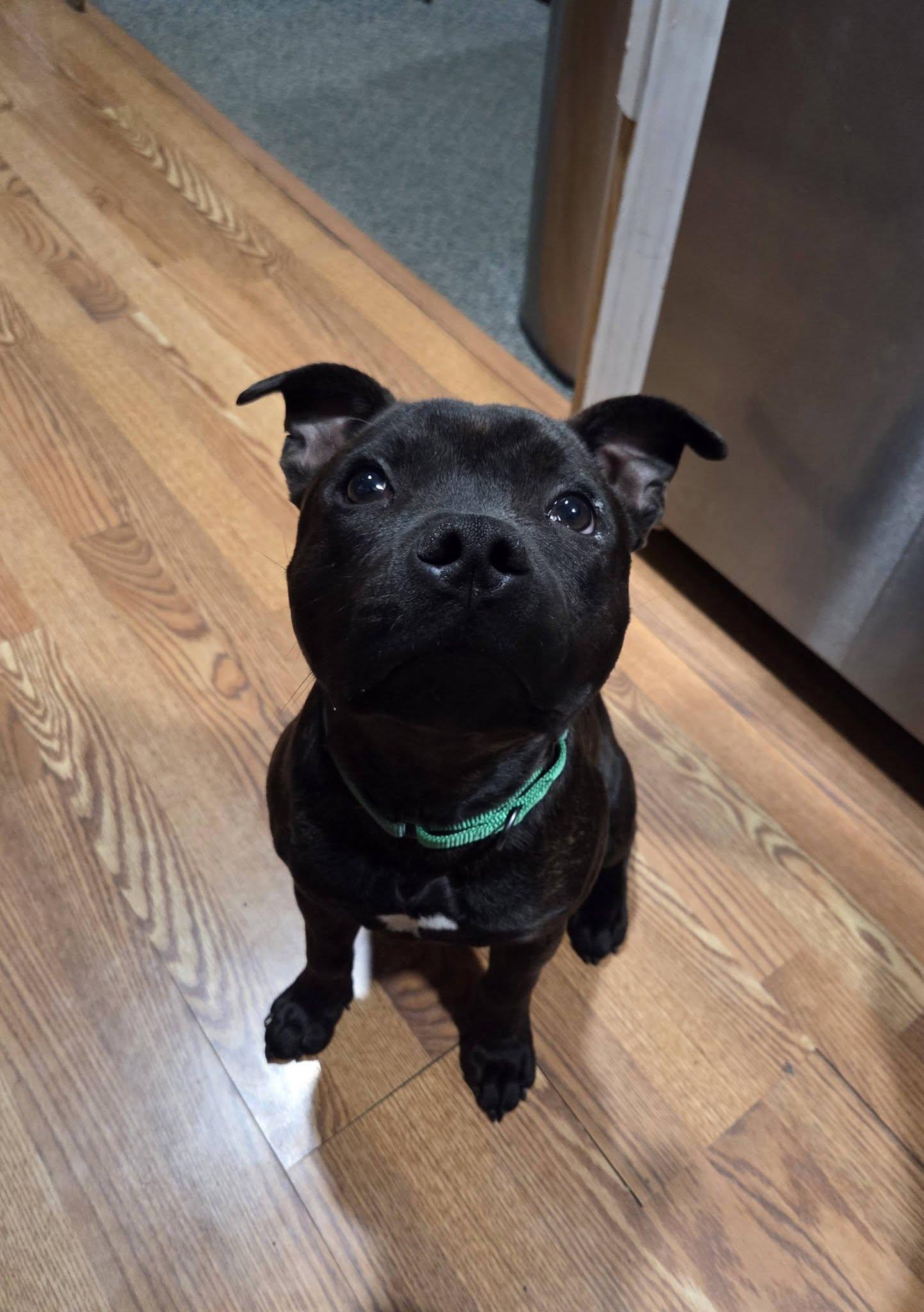 Enlarge Wrex, a ADOPTABLE Staffordshire Bull Terrier in Buffalo, NY image 4/5