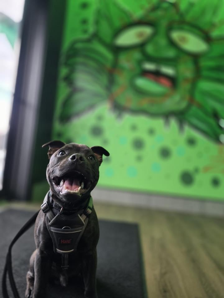 Enlarge Wrex, a ADOPTABLE Staffordshire Bull Terrier in Buffalo, NY image 5/5