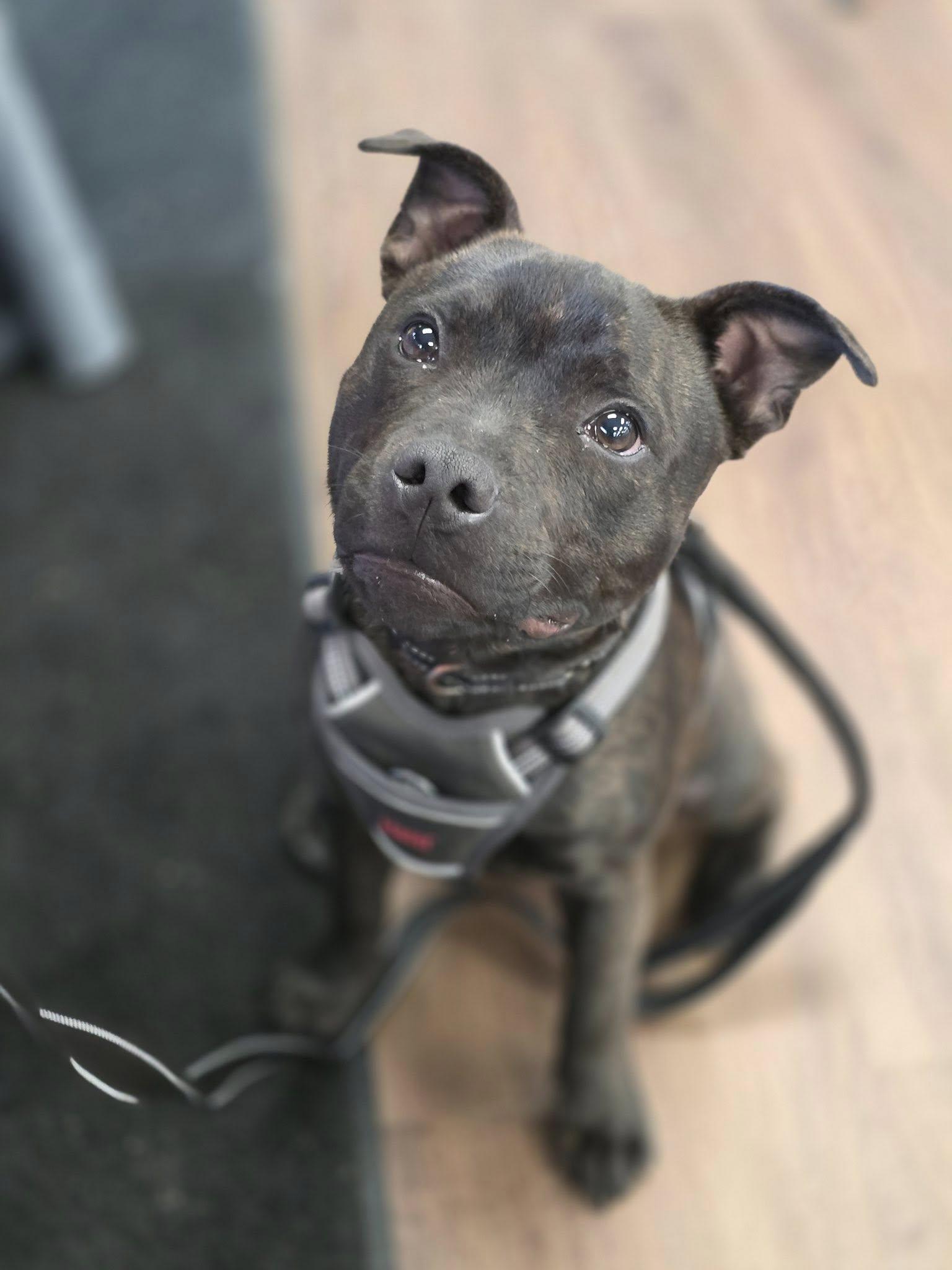 Wrex, ADOPTABLE, Young Male Staffordshire Bull Terrier.