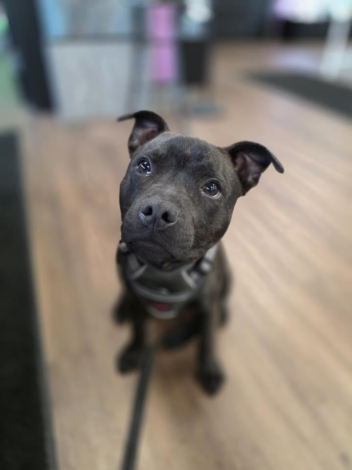 Enlarge Wrex, a ADOPTABLE Staffordshire Bull Terrier in Buffalo, NY image 2/5
