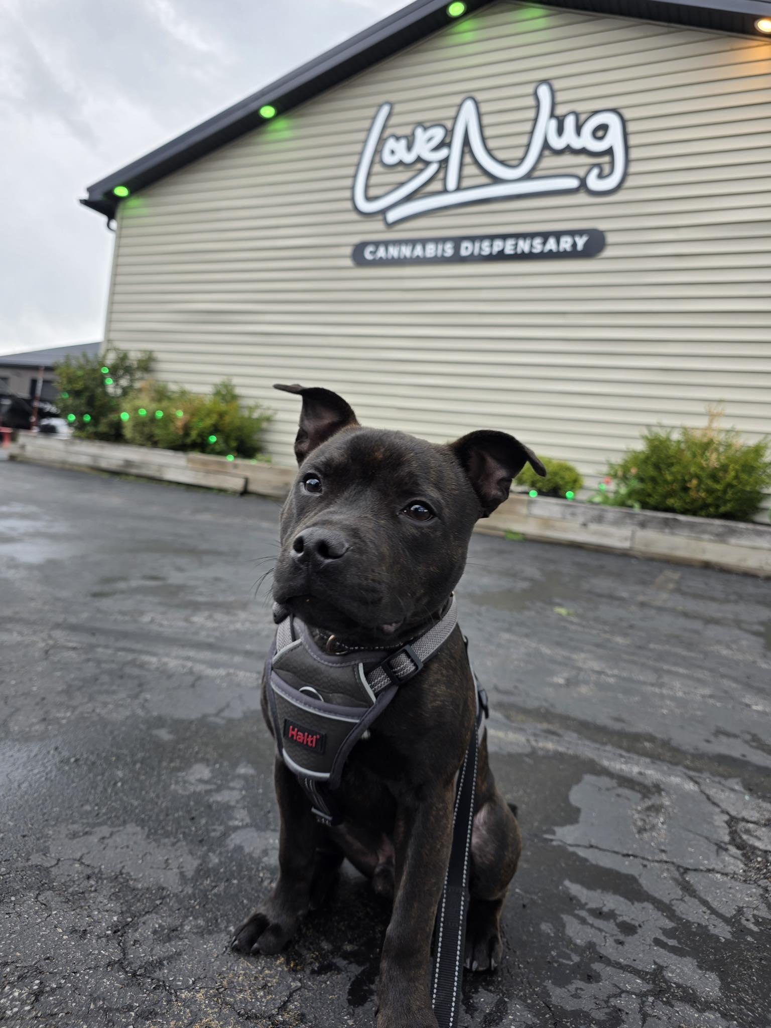 Enlarge Wrex, a ADOPTABLE Staffordshire Bull Terrier in Buffalo, NY image 3/5