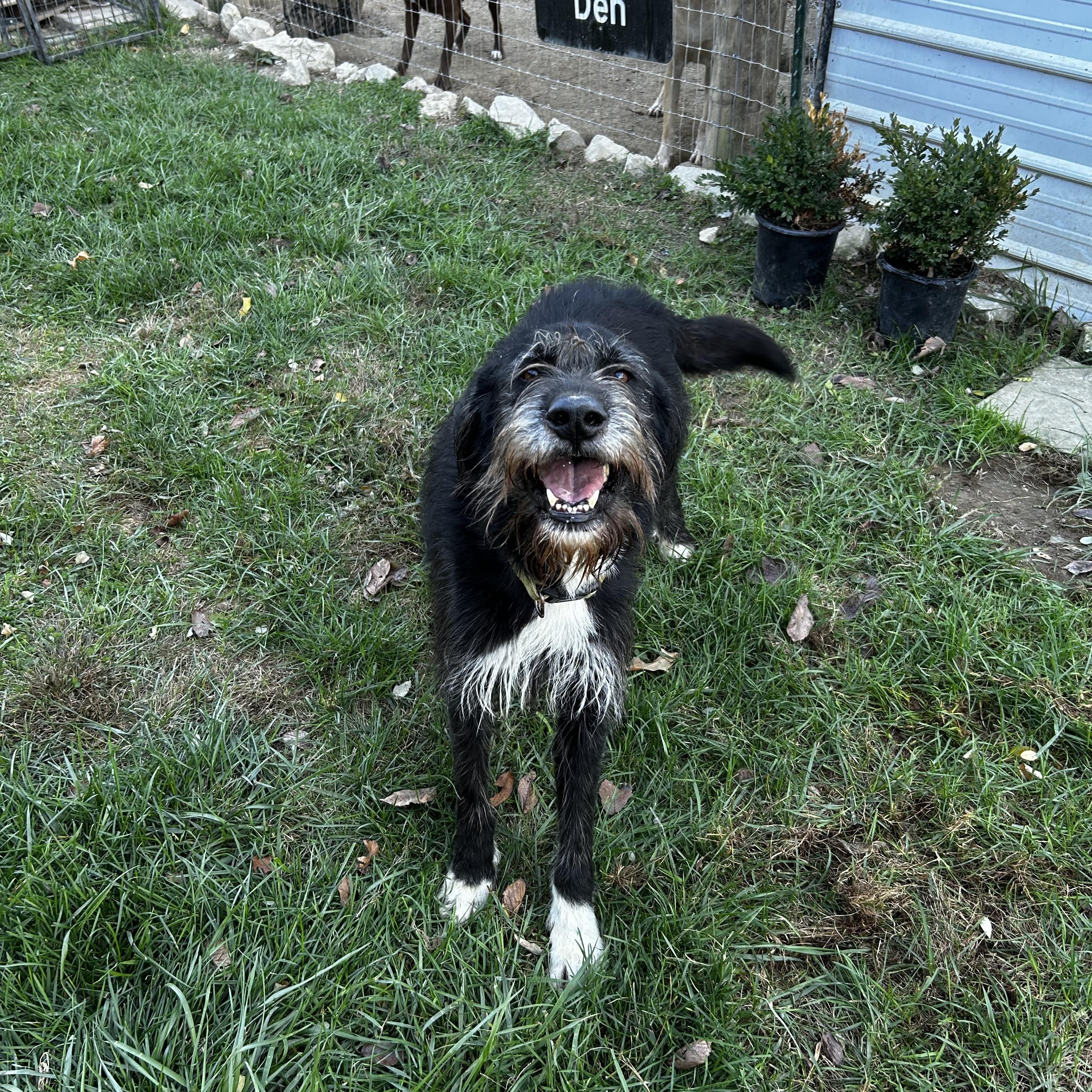 Newton, an adoptable Labradoodle in Brownstown, IN, 47220 | Photo Image 2