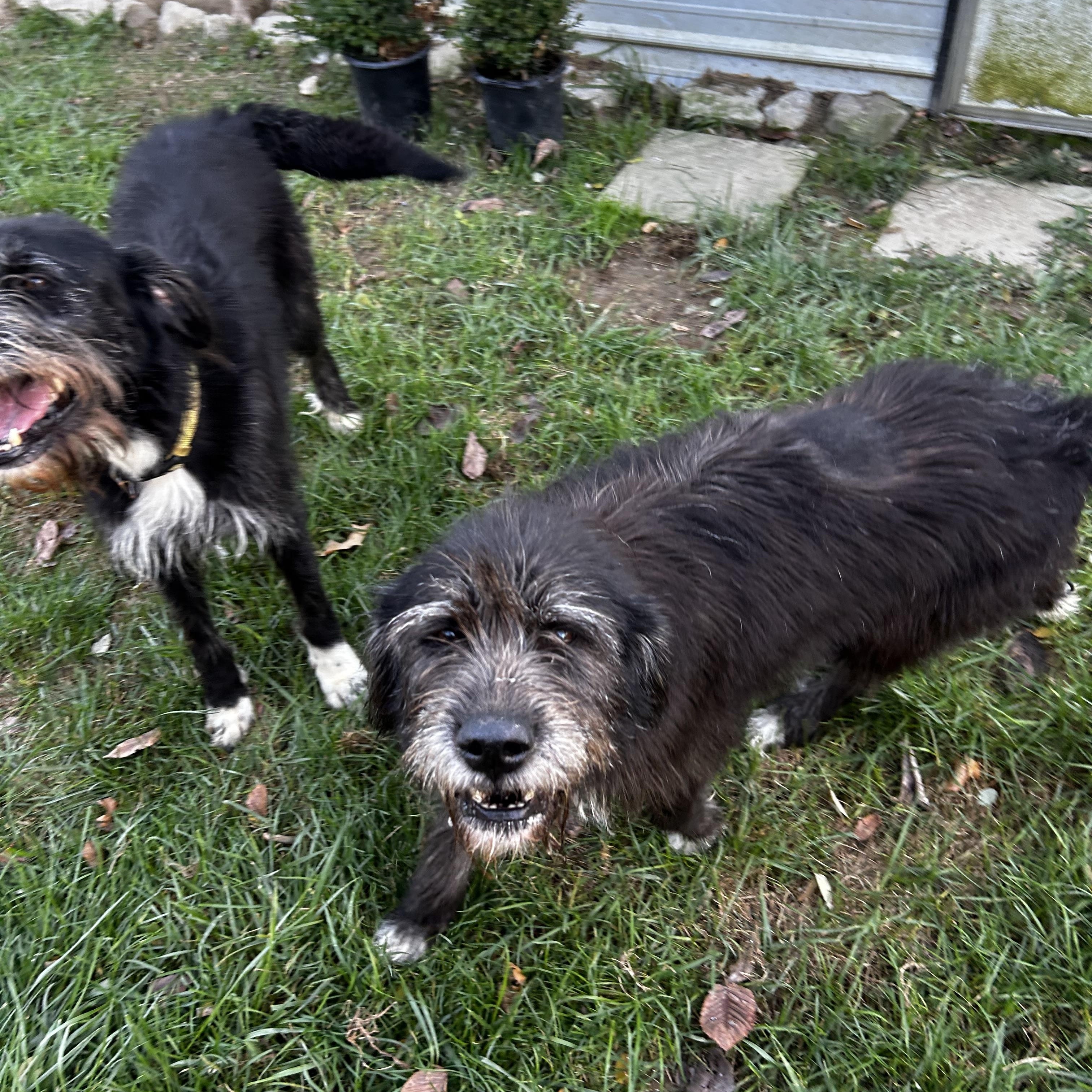 Enlarge Newton, a Adoptable mixed breed in Brownstown, IN image 1/1
