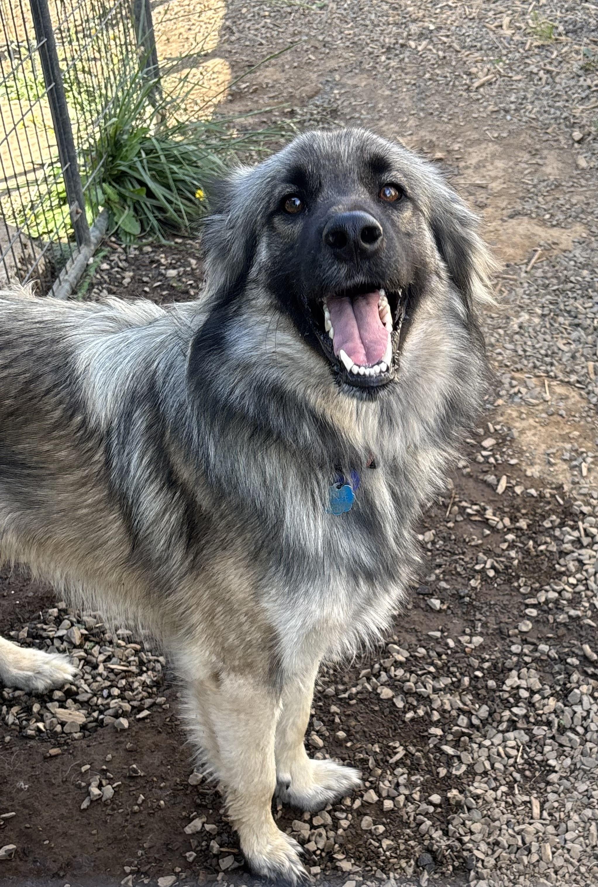 Django, a ADOPTABLE mixed breed in Olympia, WA image 2/6