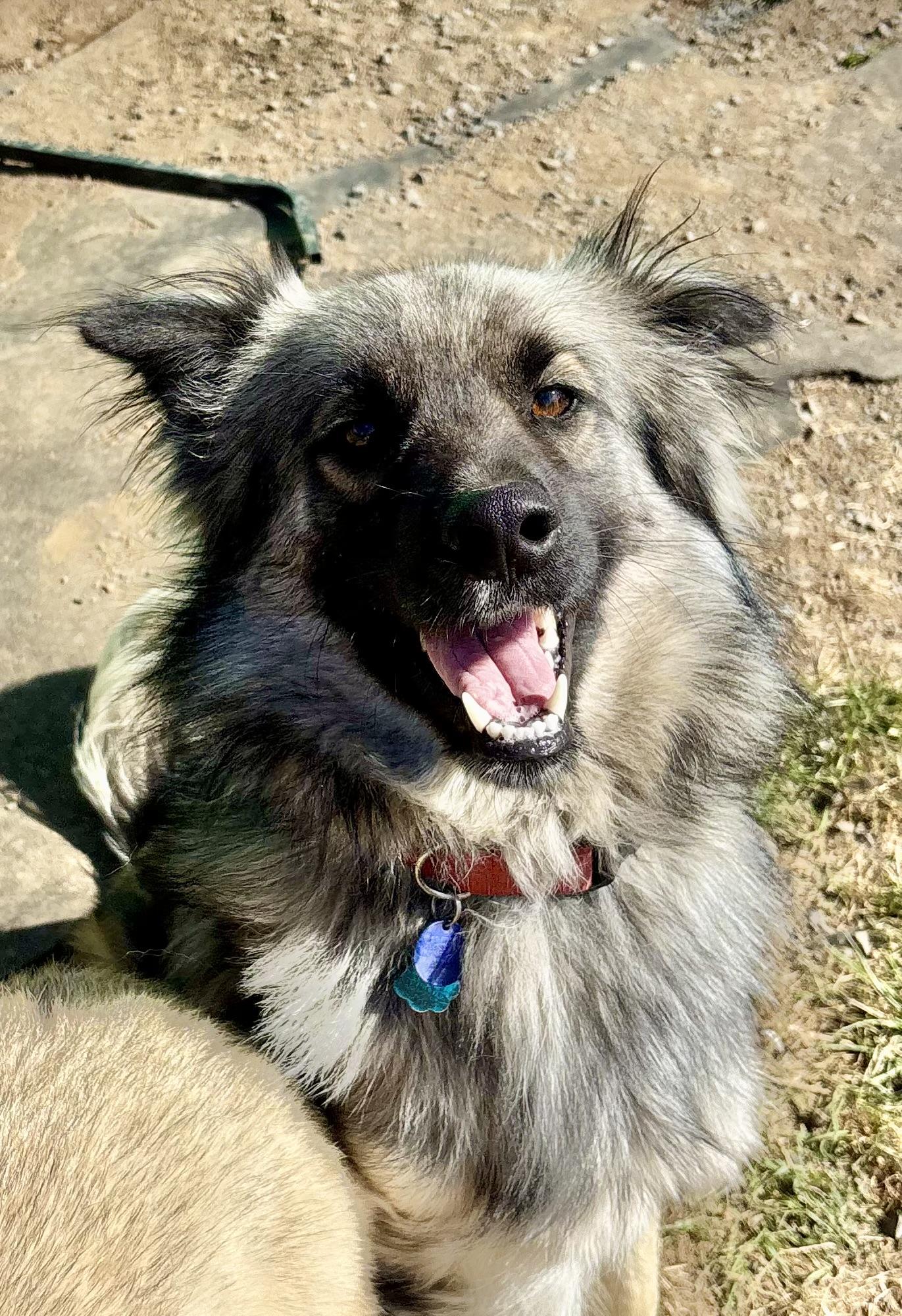 Django, ADOPTABLE, Young Male German Shepherd Dog & Alaskan Malamute.