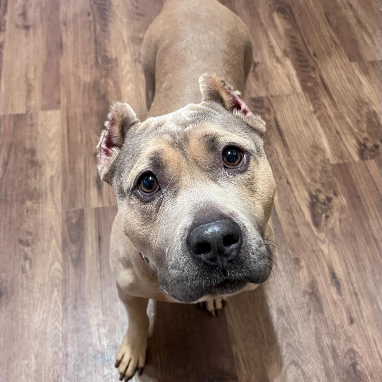 Fable, an adopted mixed breed in Bostic, NC image 2/6