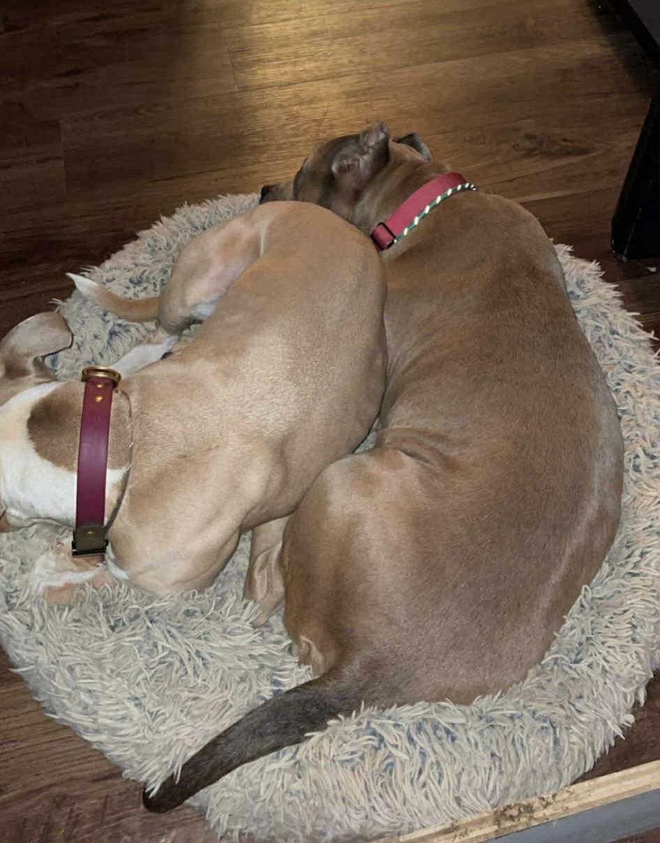 Fable, an adopted mixed breed in Bostic, NC image 3/6