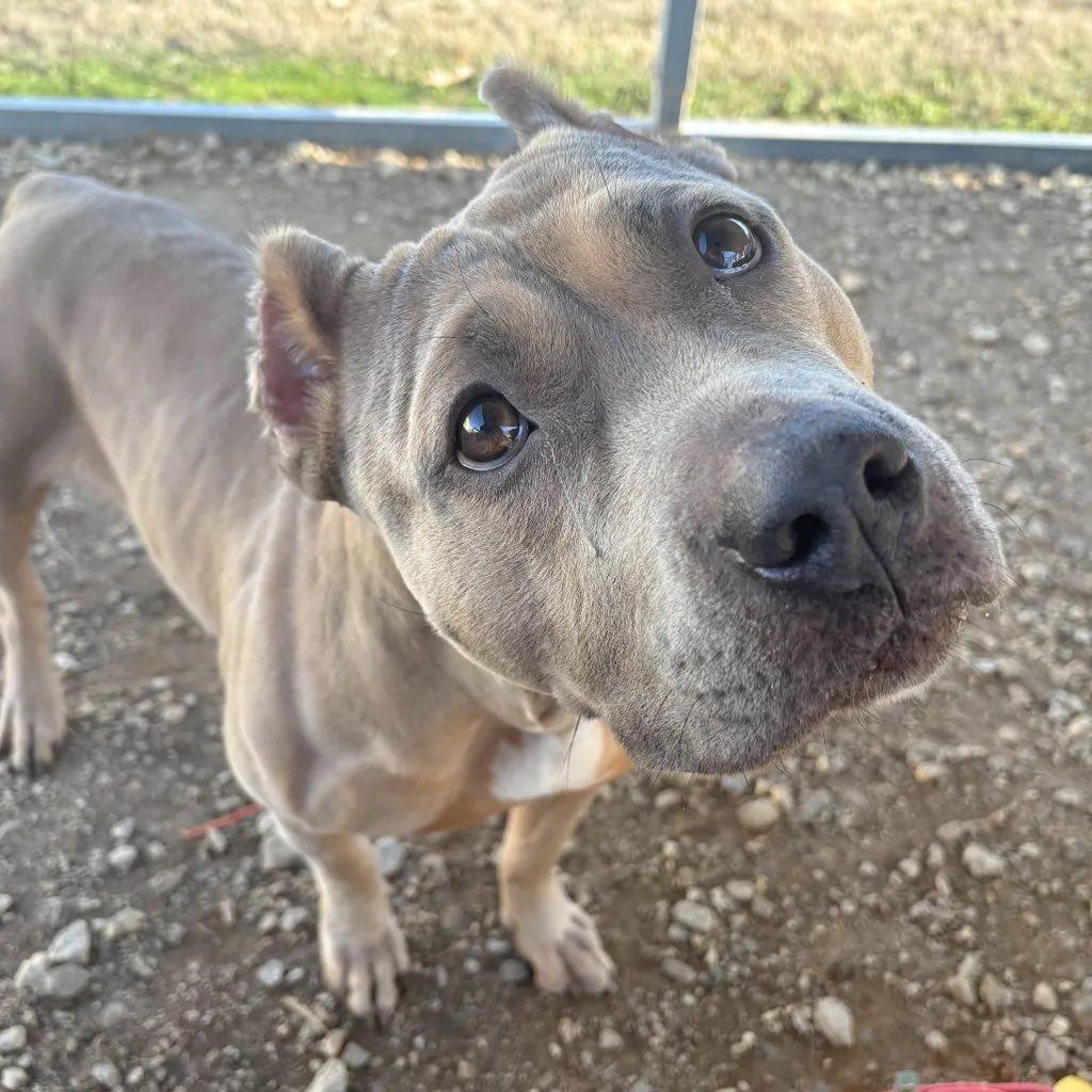 Fable, an adopted mixed breed in Bostic, NC image 1/6