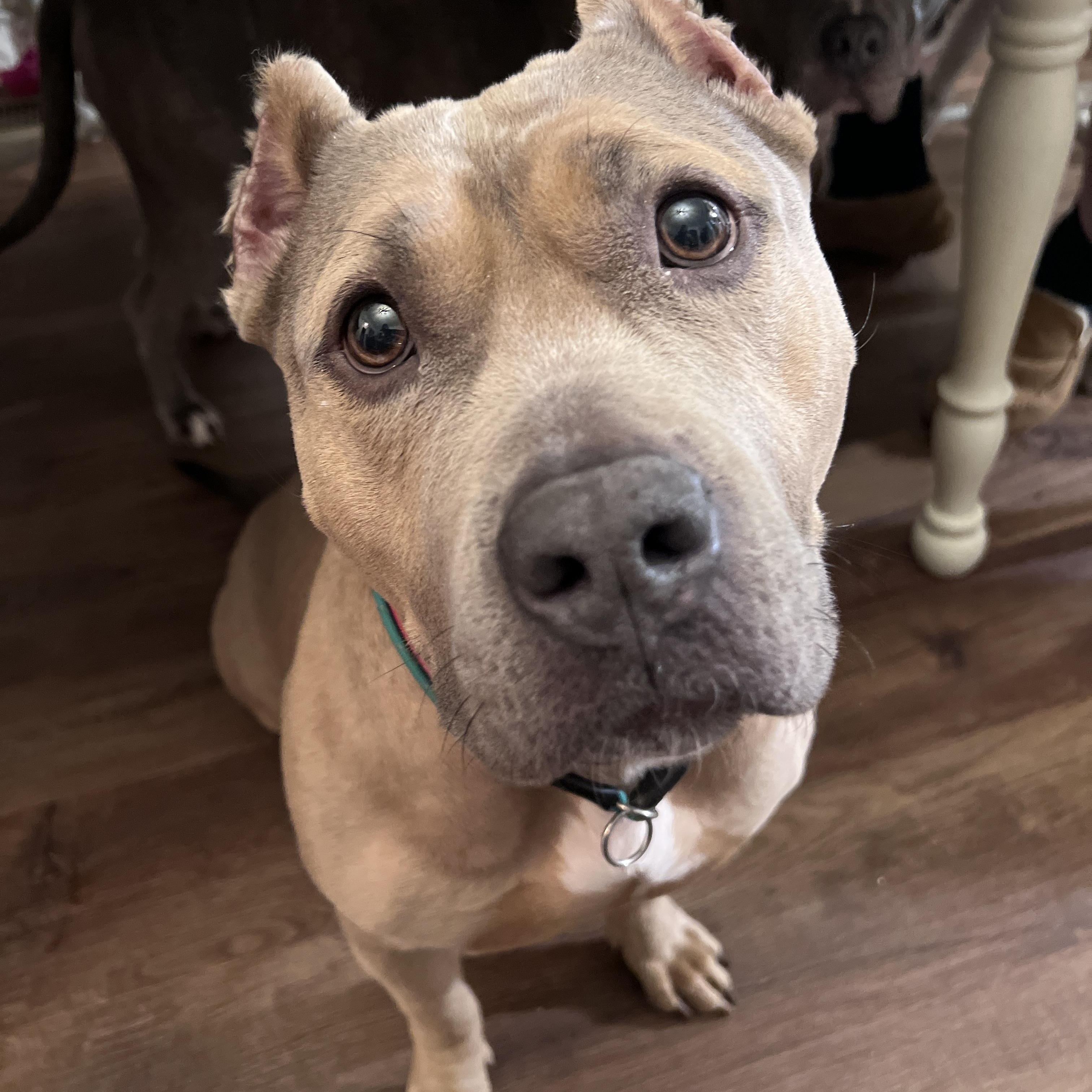 Fable, an adopted mixed breed in Bostic, NC image 4/6