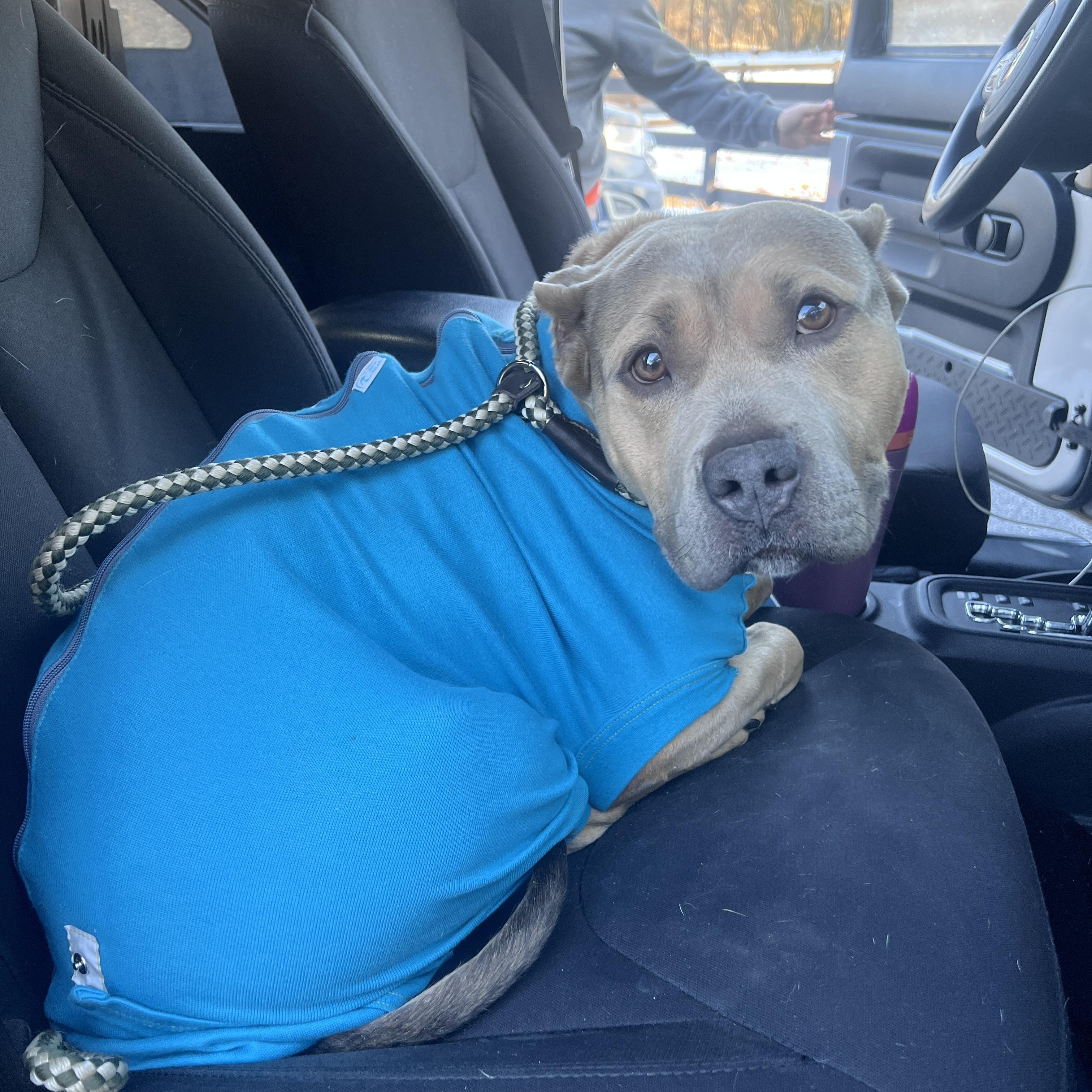 Fable, an adopted mixed breed in Bostic, NC image 5/6