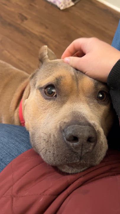 Enlarge Fable, an adopted mixed breed in Bostic, NC video 6/6