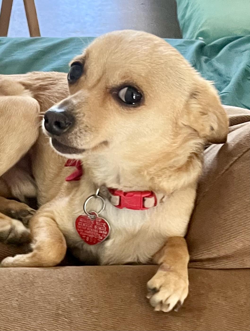 Milo, a ADOPTABLE Chihuahua in Lancaster, CA image 2/6