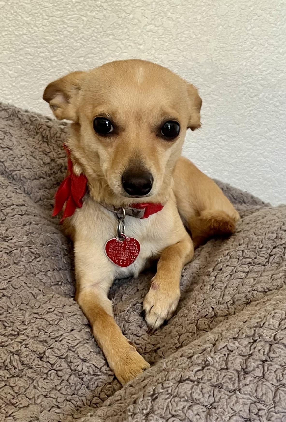 Milo, a ADOPTABLE Chihuahua in Lancaster, CA image 3/6
