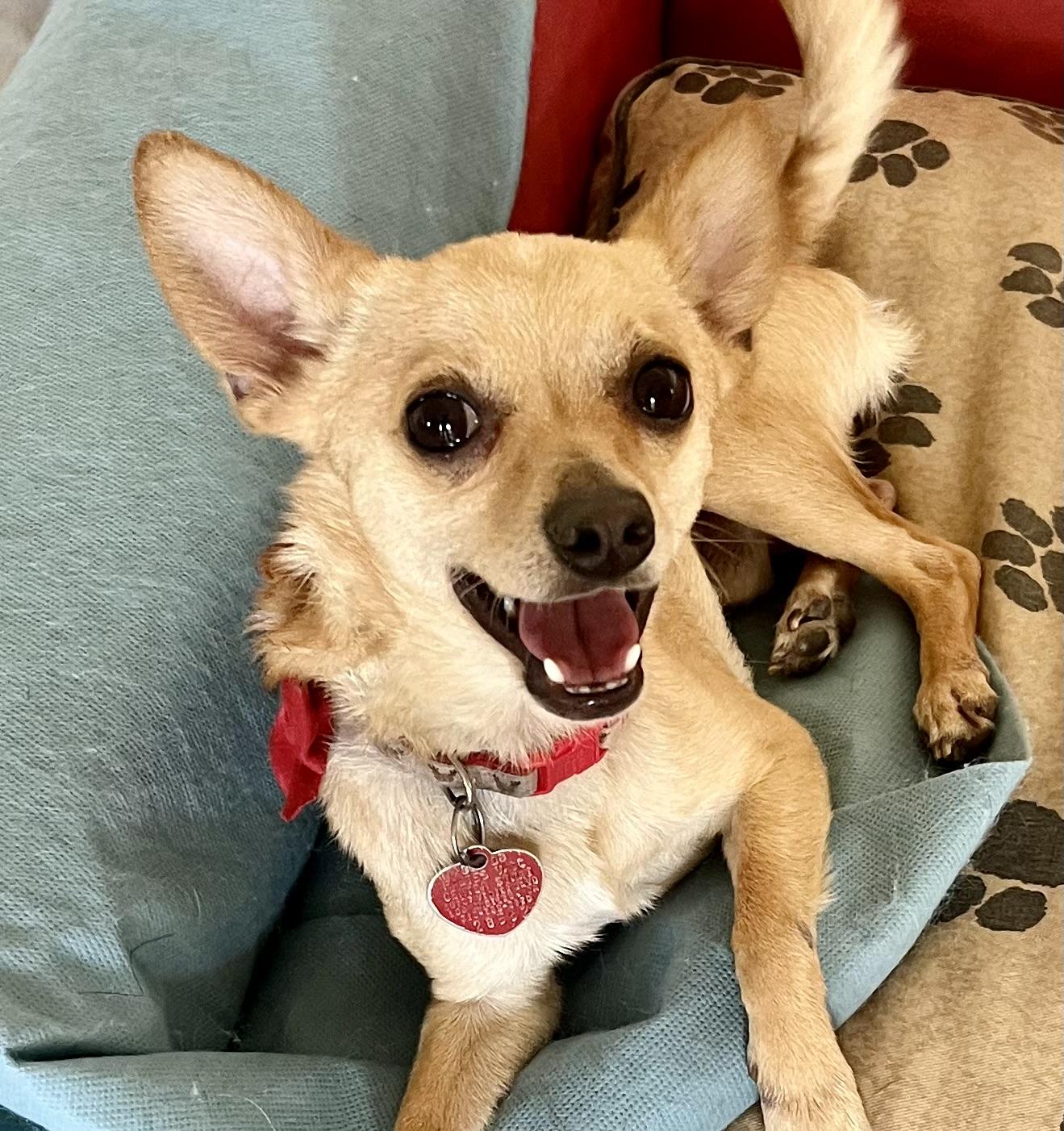 Milo, a ADOPTABLE Chihuahua in Lancaster, CA image 5/6