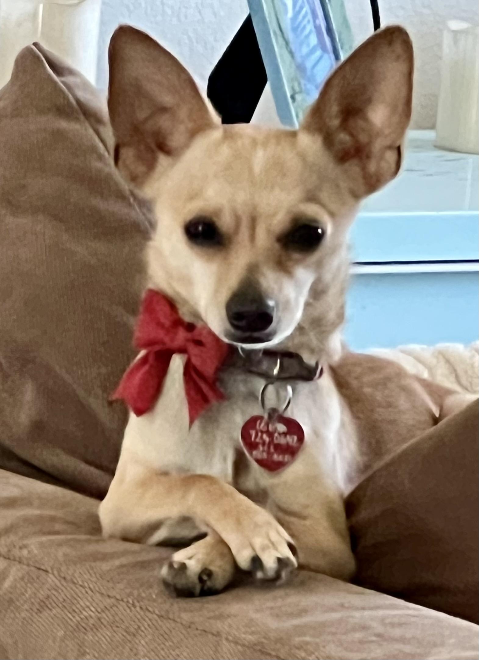 Milo, a ADOPTABLE Chihuahua in Lancaster, CA image 6/6
