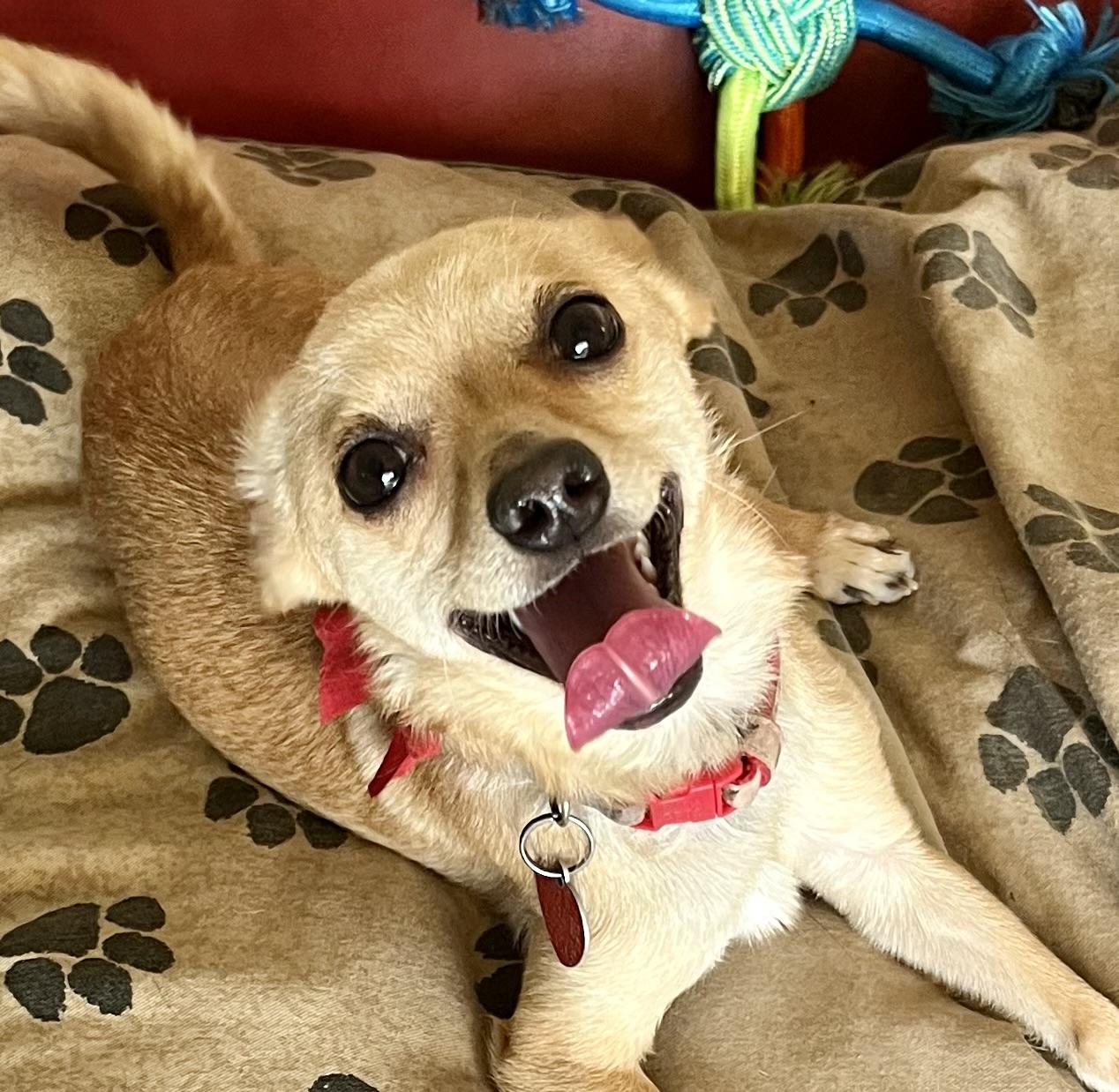 Milo, ADOPTABLE, Young Male Chihuahua.
