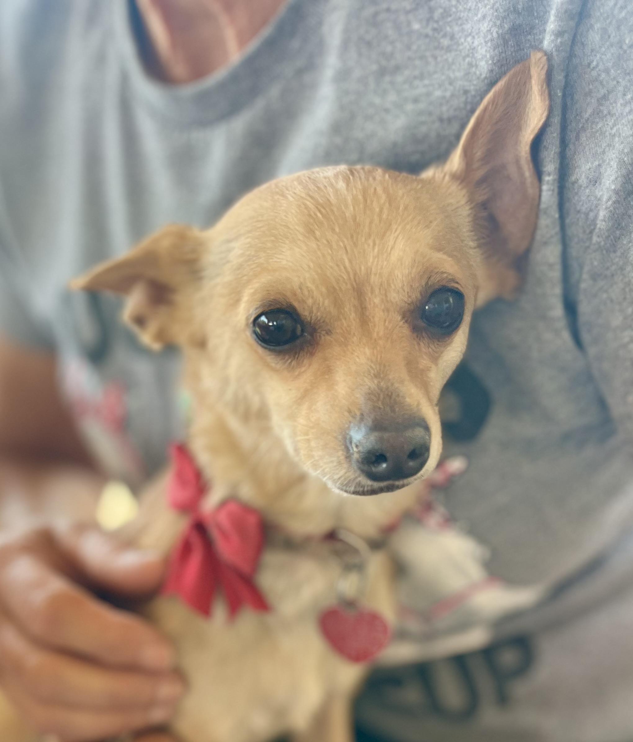 Milo, a ADOPTABLE Chihuahua in Lancaster, CA image 4/6