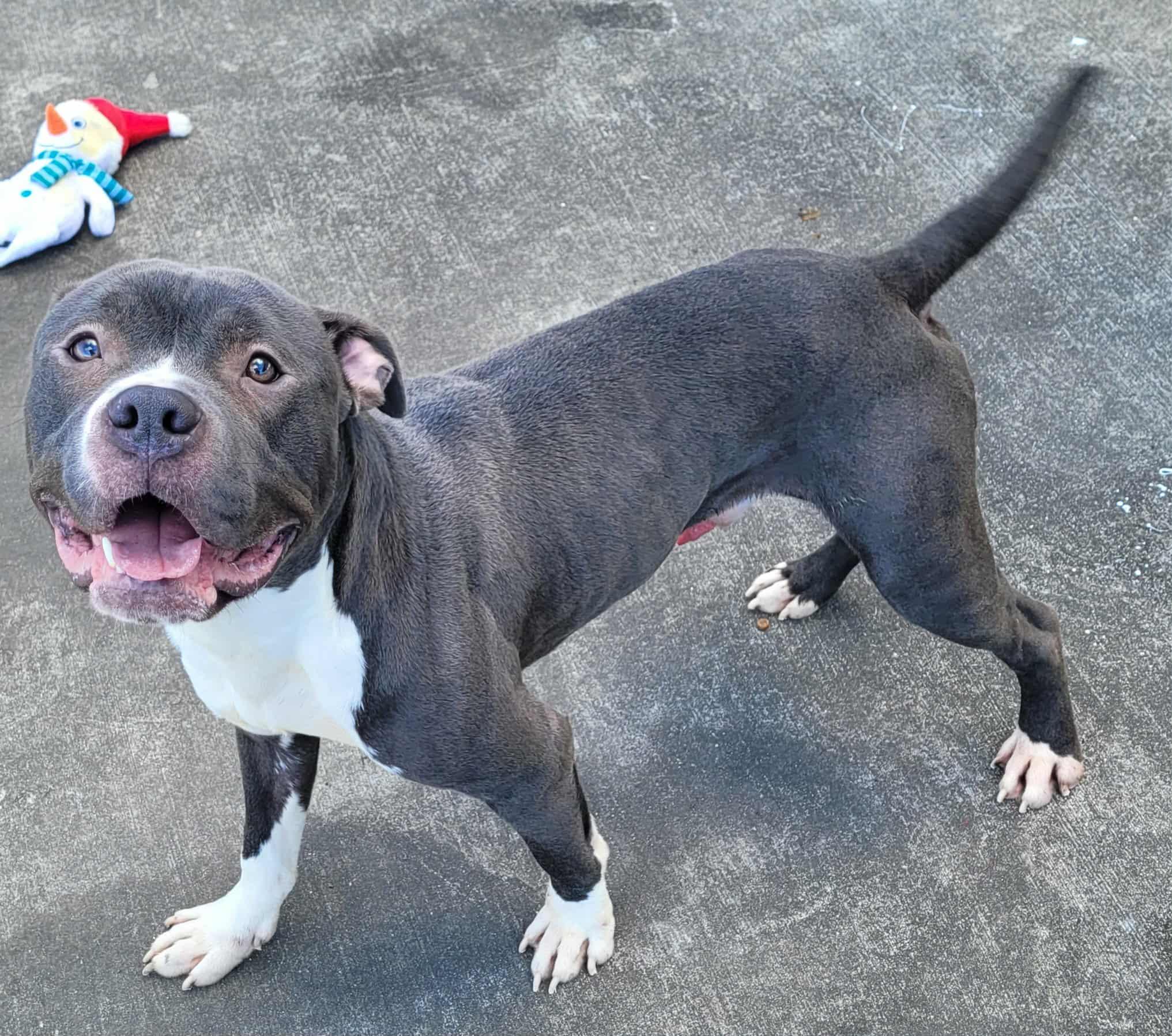 Eros! Goofy Guy!, a Adoptable mixed breed in Meriden, CT image 2/6