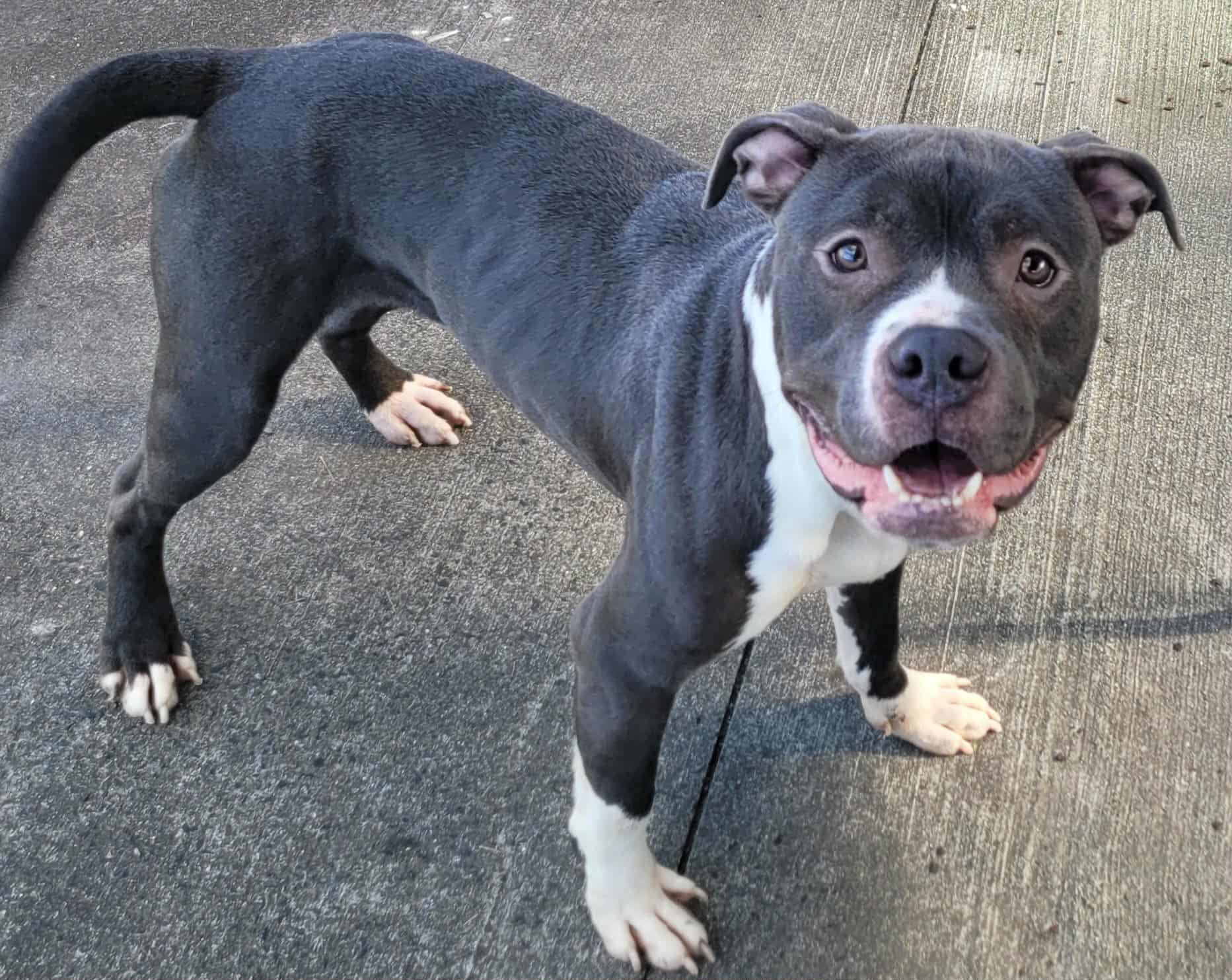 Eros! Goofy Guy!, a Adoptable mixed breed in Meriden, CT image 3/6