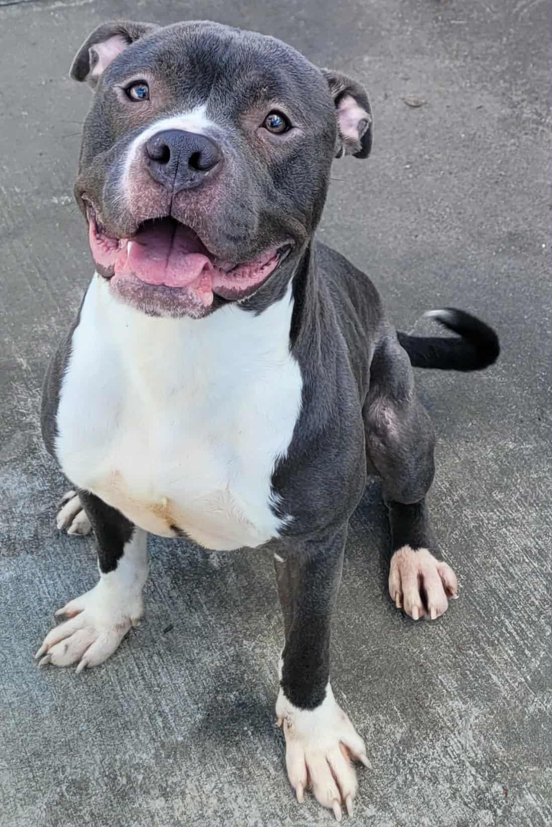 Eros! Goofy Guy!, a Adoptable mixed breed in Meriden, CT image 4/6