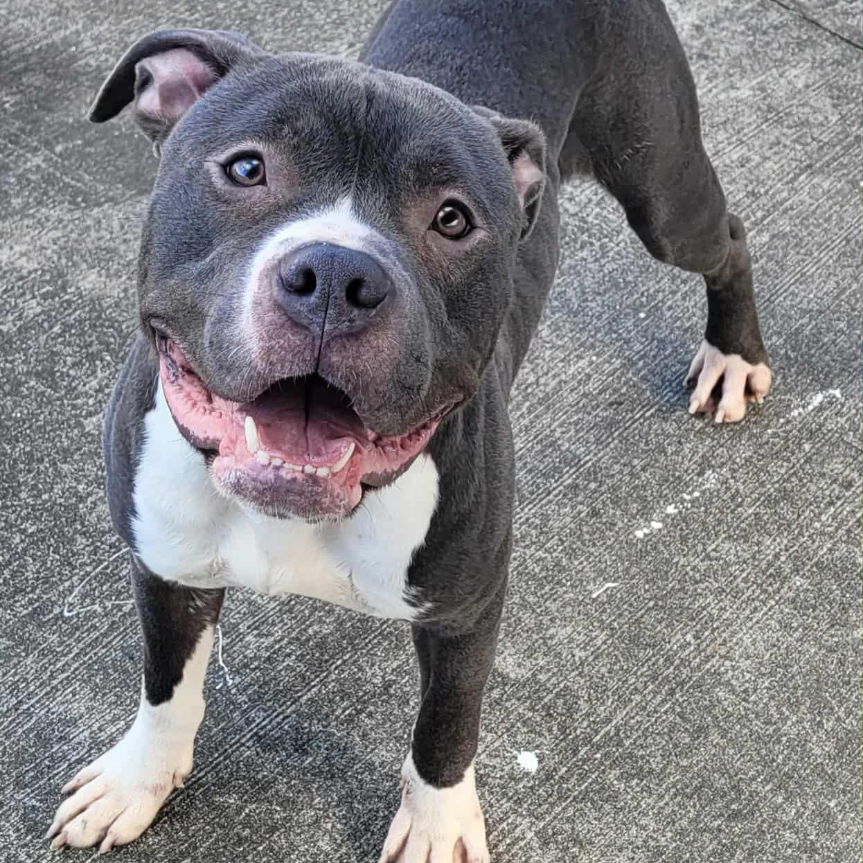 Eros! Goofy Guy!, a Adoptable mixed breed in Meriden, CT image 1/6