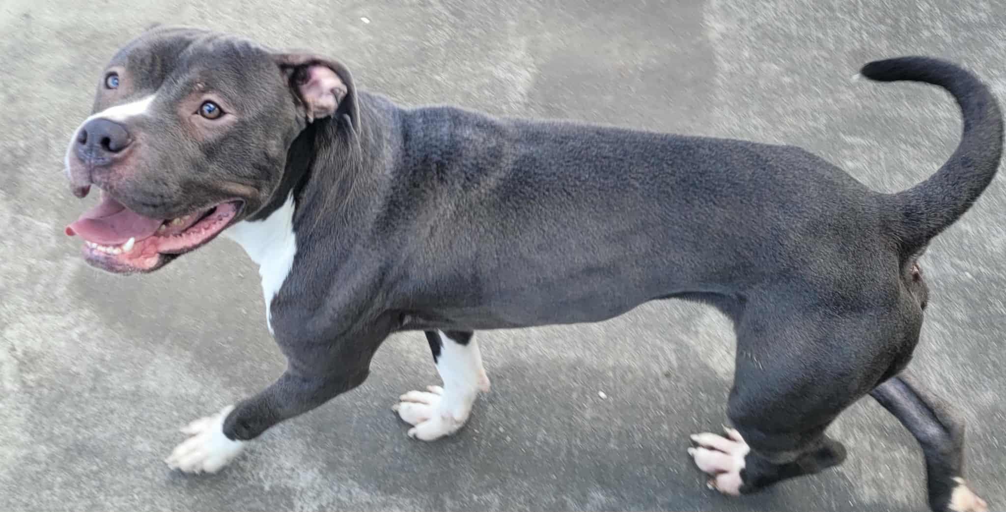 Eros! Goofy Guy!, a Adoptable mixed breed in Meriden, CT image 5/6