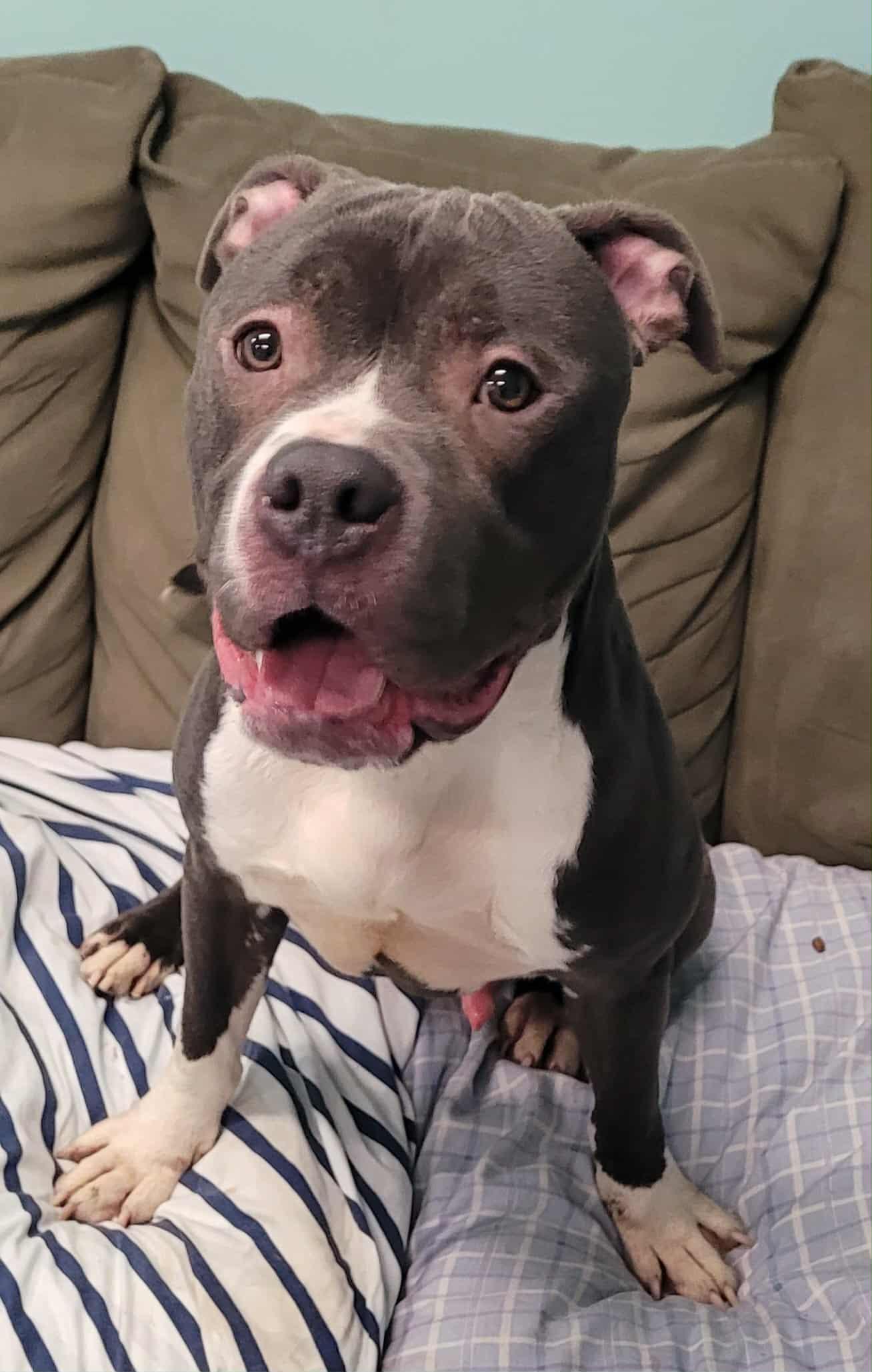 Eros! Goofy Guy!, a Adoptable mixed breed in Meriden, CT image 6/6