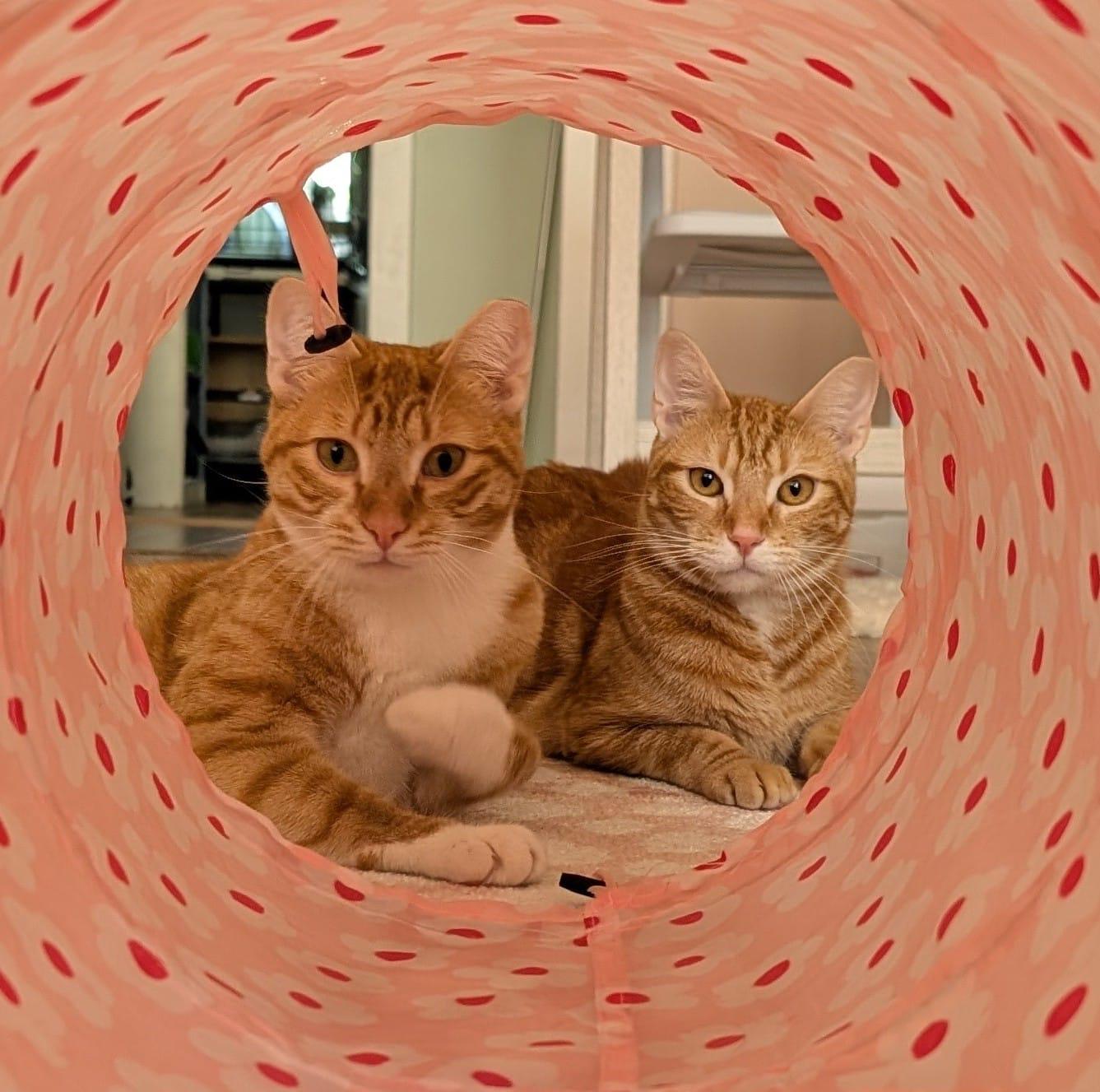 Enlarge Pumpkin - bonded with Spice, a Adoptable Domestic Short Hair in Rochester, NY image 3/4