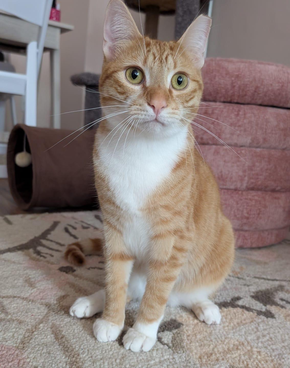 Enlarge Pumpkin - bonded with Spice, a Adoptable Domestic Short Hair in Rochester, NY image 1/4