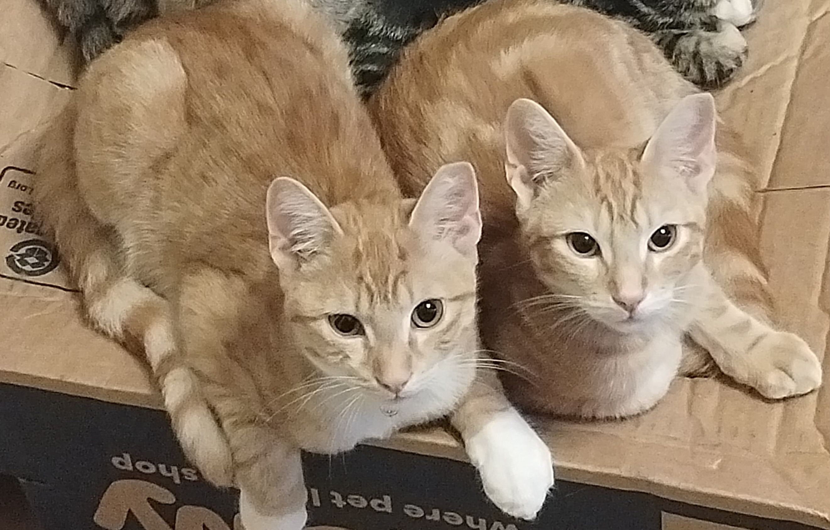 Enlarge Pumpkin - bonded with Spice, a Adoptable Domestic Short Hair in Rochester, NY image 4/4