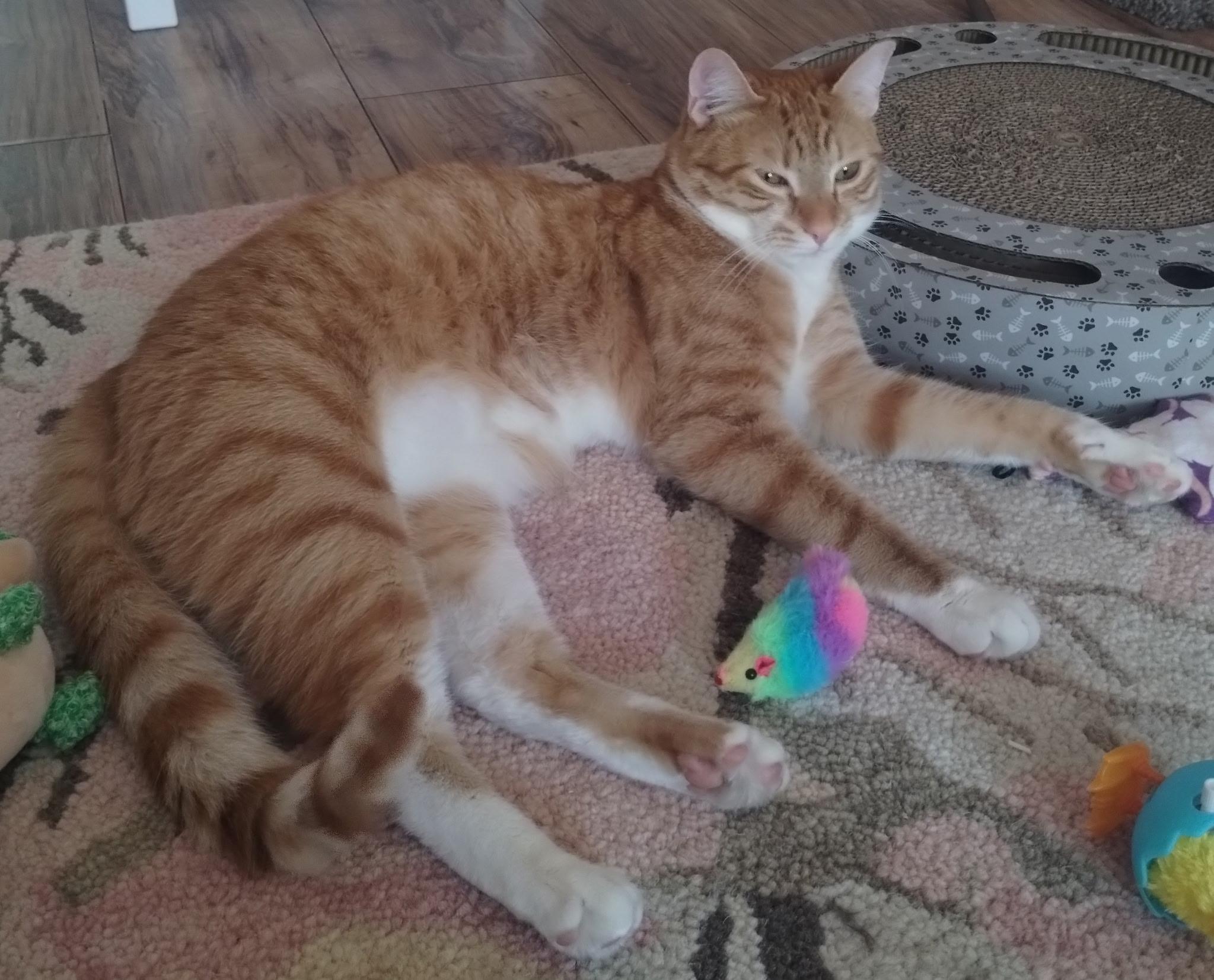 Enlarge Pumpkin - bonded with Spice, a Adoptable Domestic Short Hair in Rochester, NY image 2/4