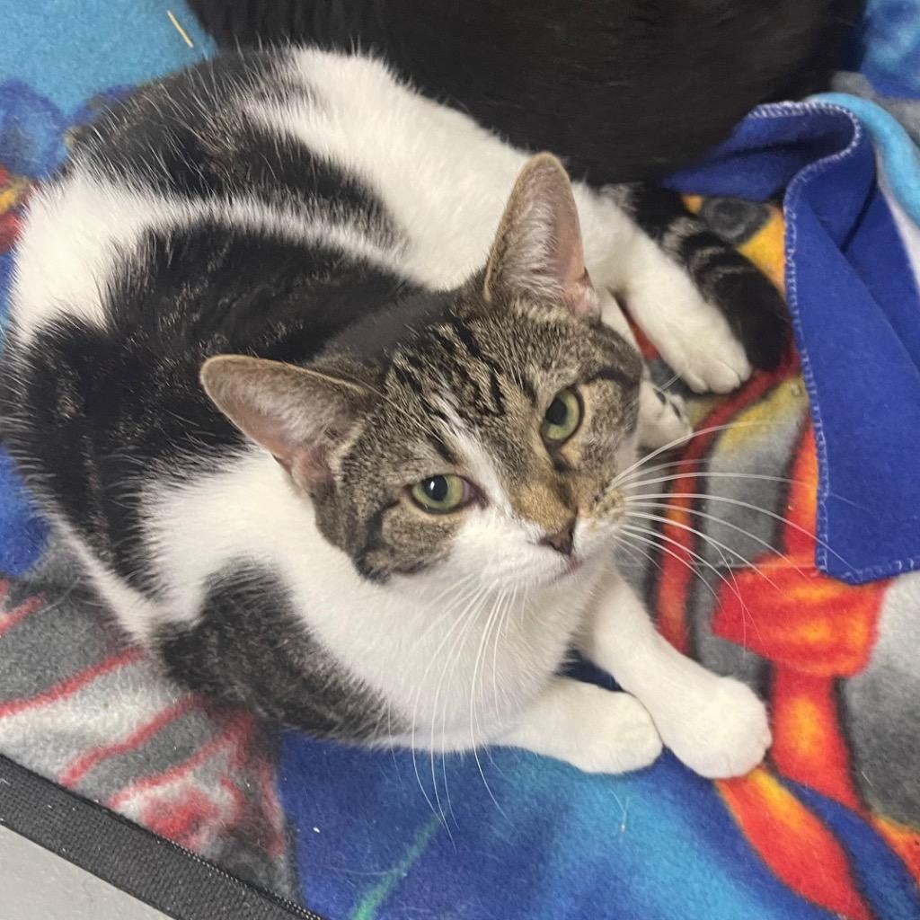 Enlarge PENNY (1), a Adoptable mixed breed in Battle Creek, MI image 1/4