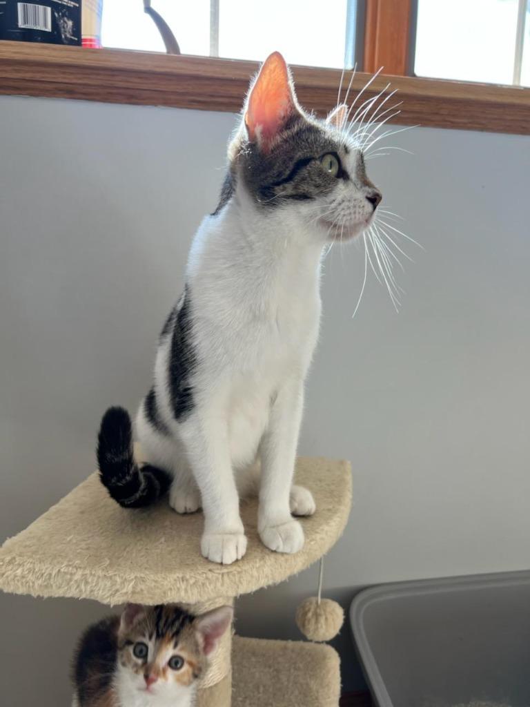 PENNY (1), Adoptable, Adult Female Domestic Short Hair.