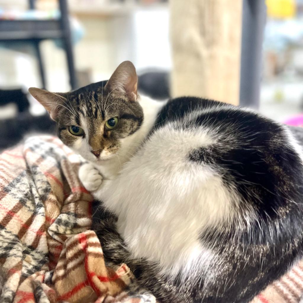 PENNY (1) — thumbnail 2