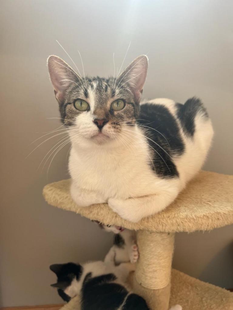 Enlarge PENNY (1), a Adoptable mixed breed in Battle Creek, MI image 3/4