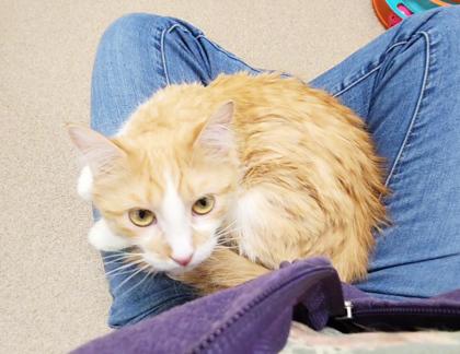Enlarge Lulu - lap cat, so cute!, a ADOPTABLE Domestic Medium Hair in Oshkosh, WI image 3/5