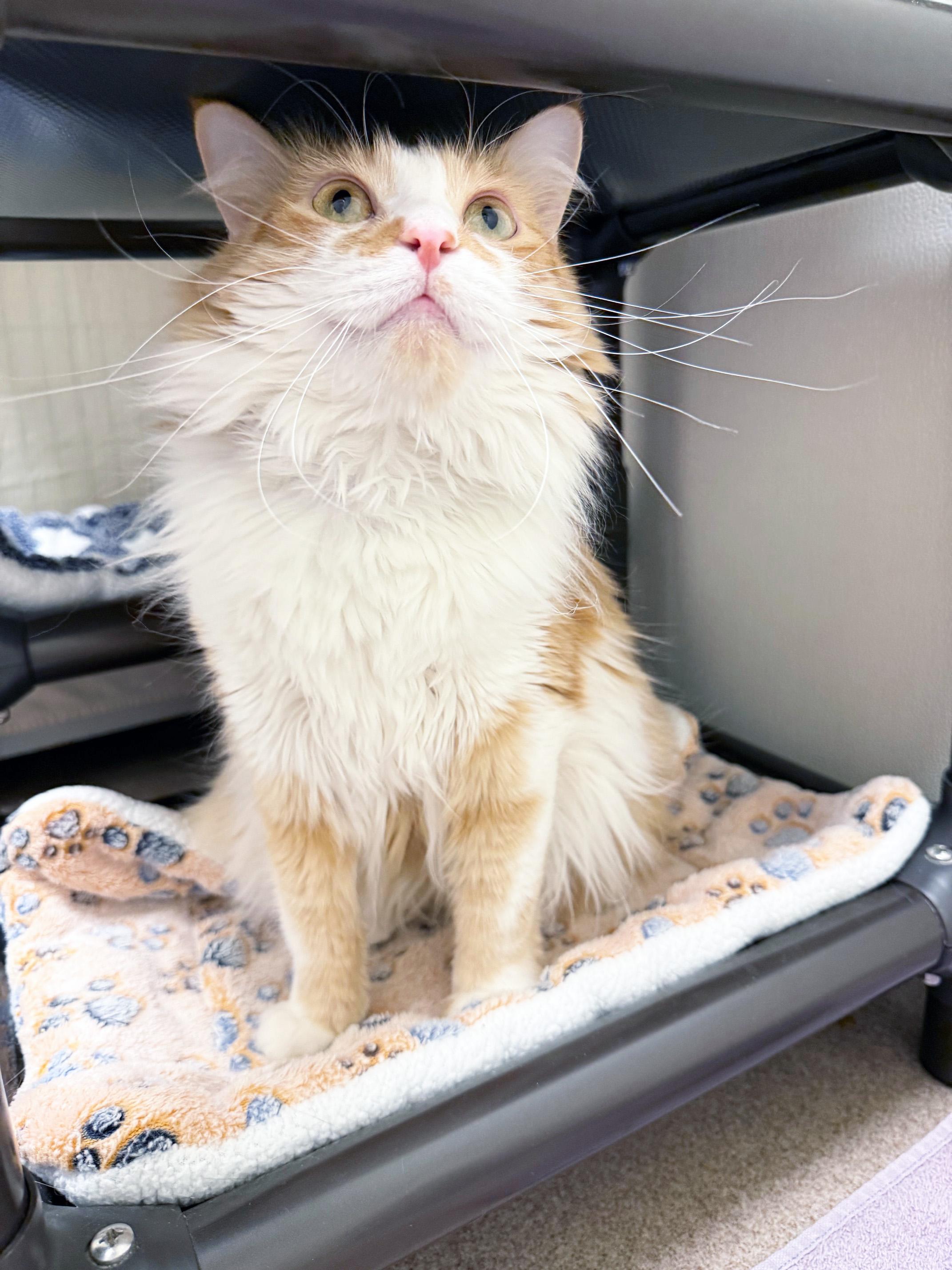 Enlarge Lulu - lap cat, so cute!, a ADOPTABLE Domestic Medium Hair in Oshkosh, WI image 5/5