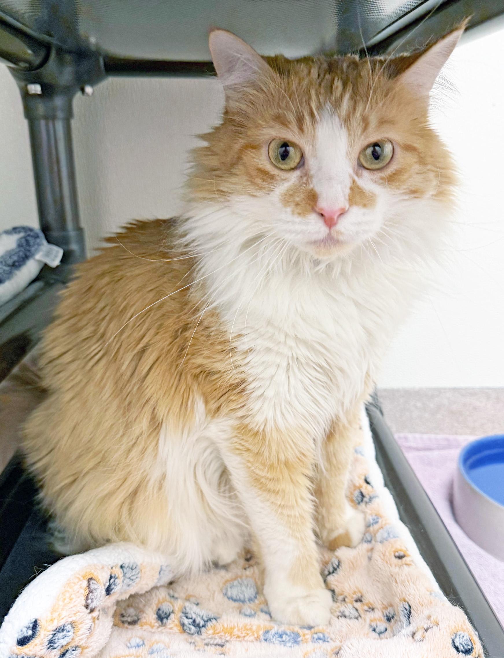 Enlarge Lulu - lap cat, so cute!, a ADOPTABLE Domestic Medium Hair in Oshkosh, WI image 4/5