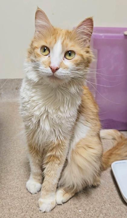 Lulu - lap cat, so cute!, ADOPTABLE, Adult Female Domestic Medium Hair.